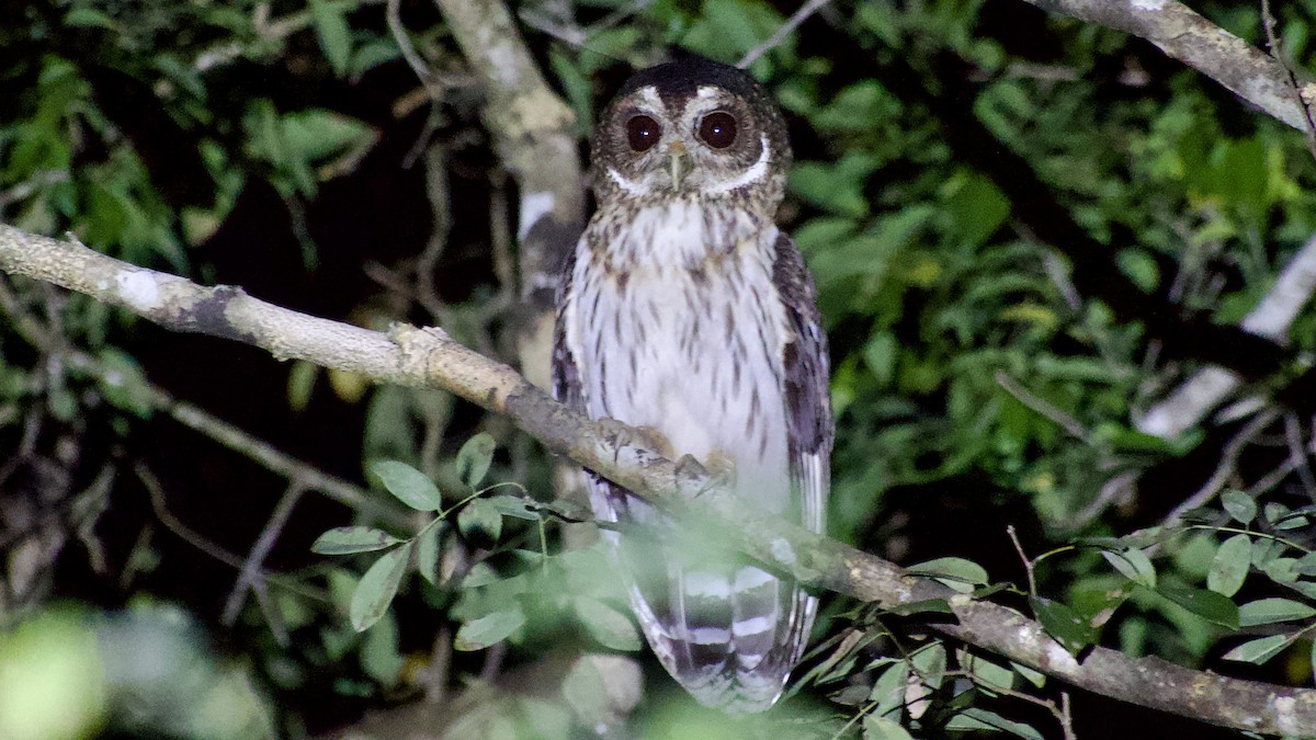 Mottled Owl - Jan Ekkers