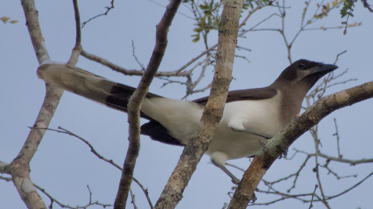 Brown Jay - ML616815489