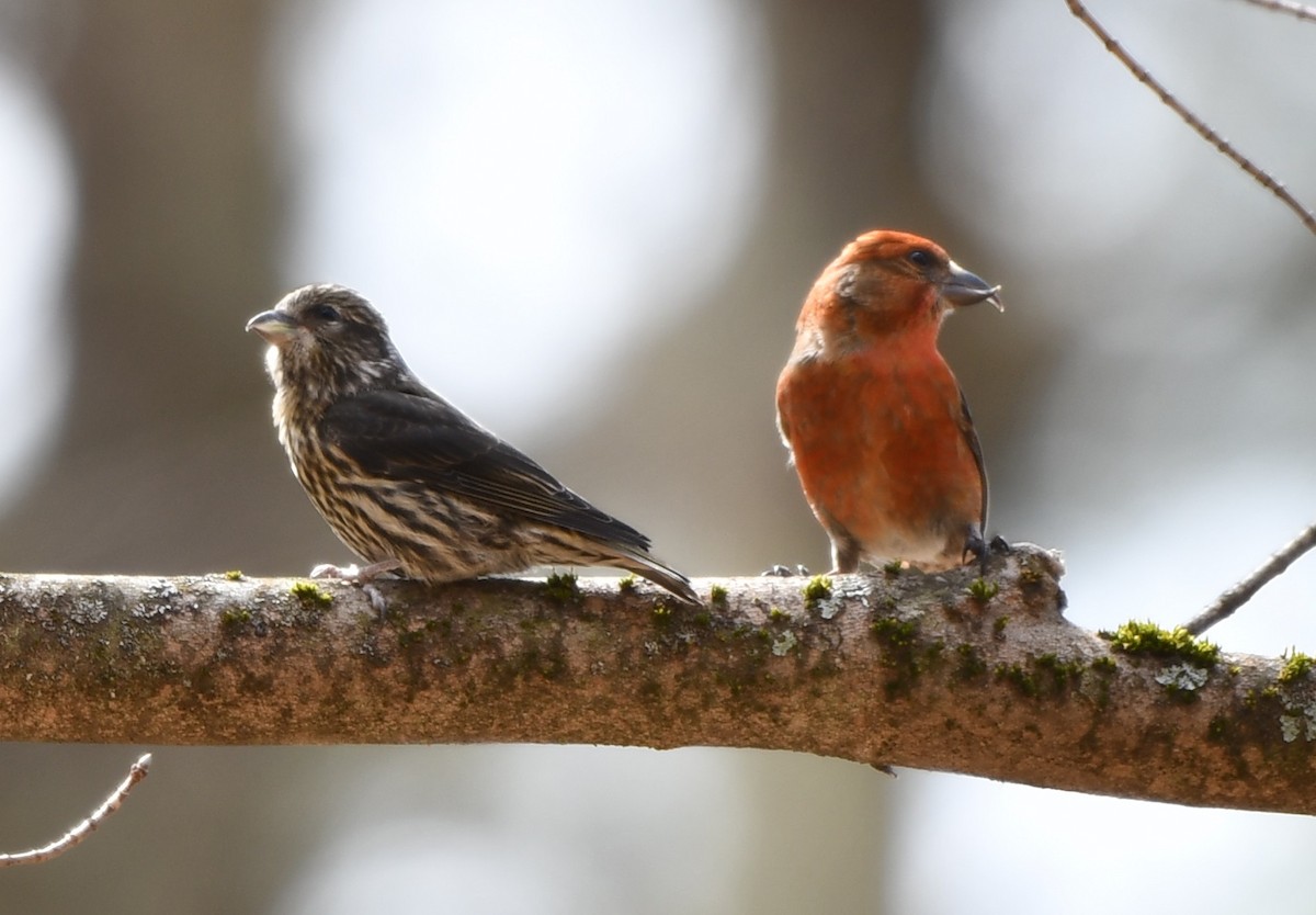 Red Crossbill - ML616815532