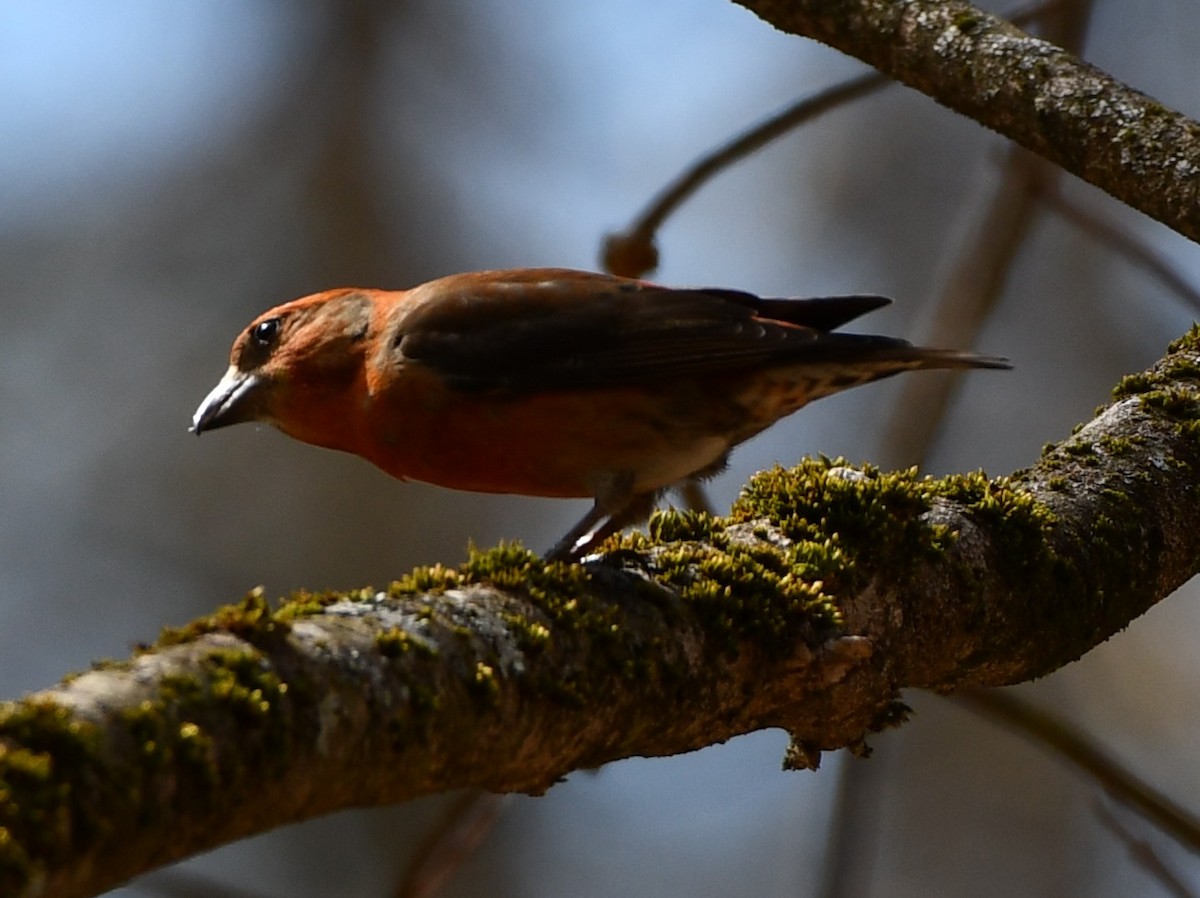 Red Crossbill - ML616815542