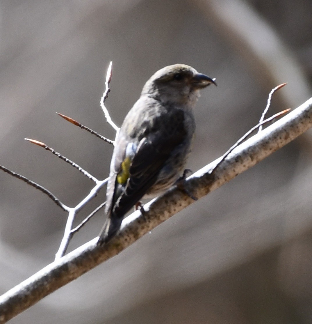 Red Crossbill - ML616815543