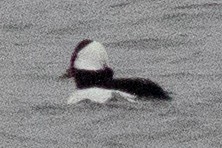 Bufflehead - ML616815569