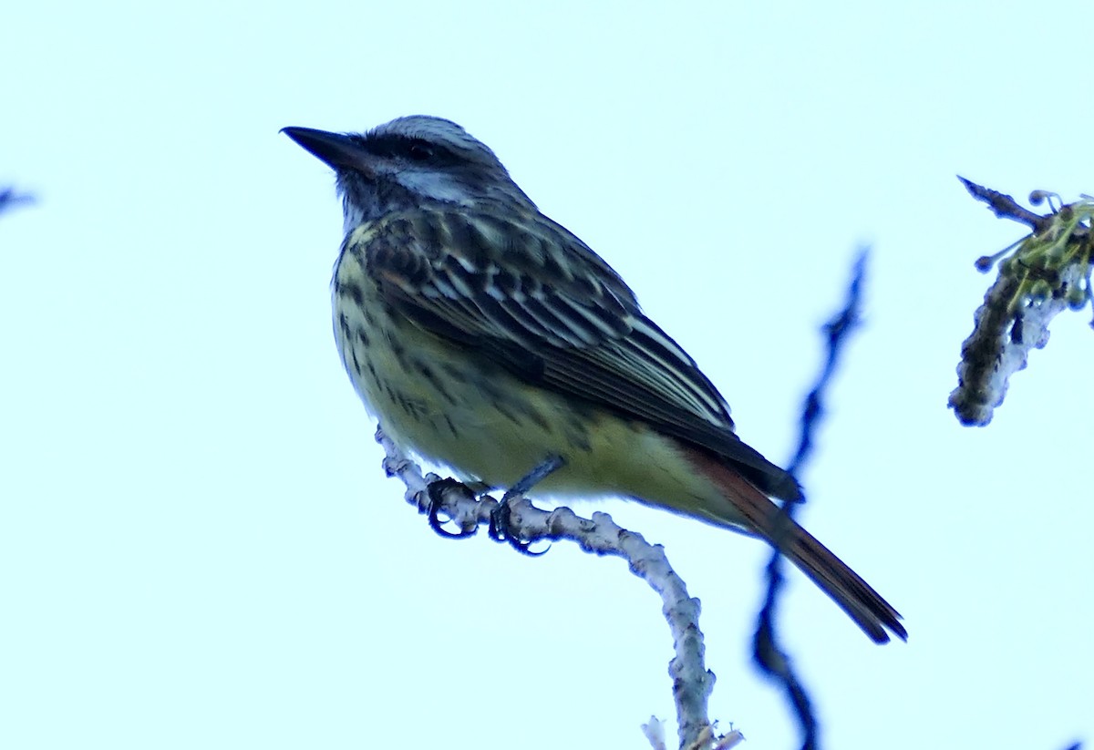 Sulphur-bellied Flycatcher - ML616815587