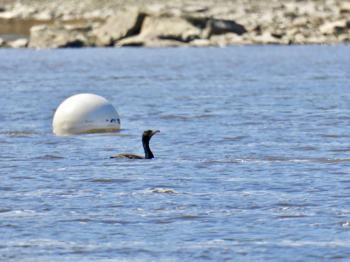 Double-crested Cormorant - ML616815615