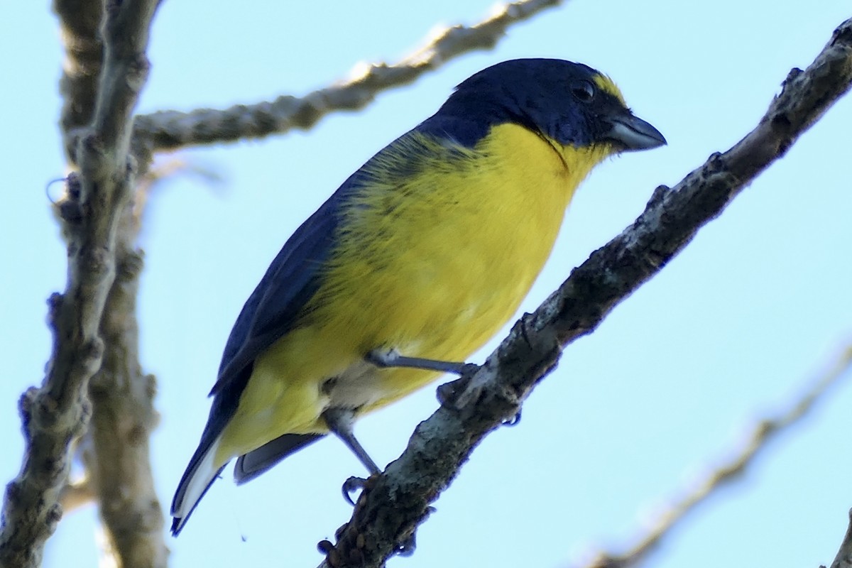 Yellow-throated Euphonia - ML616815628