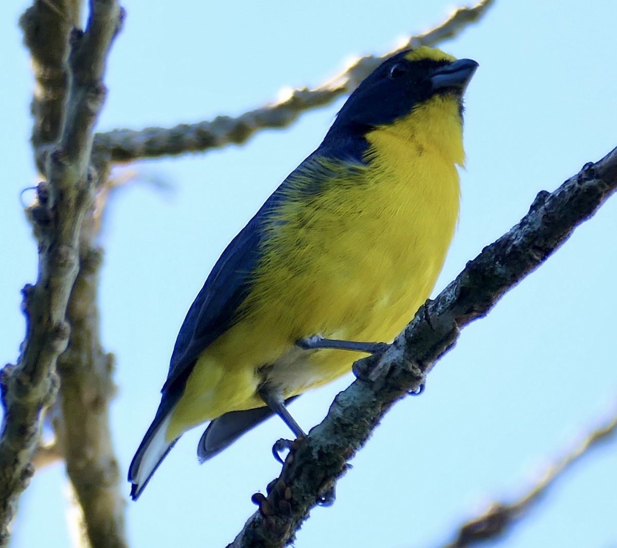 Yellow-throated Euphonia - ML616815629