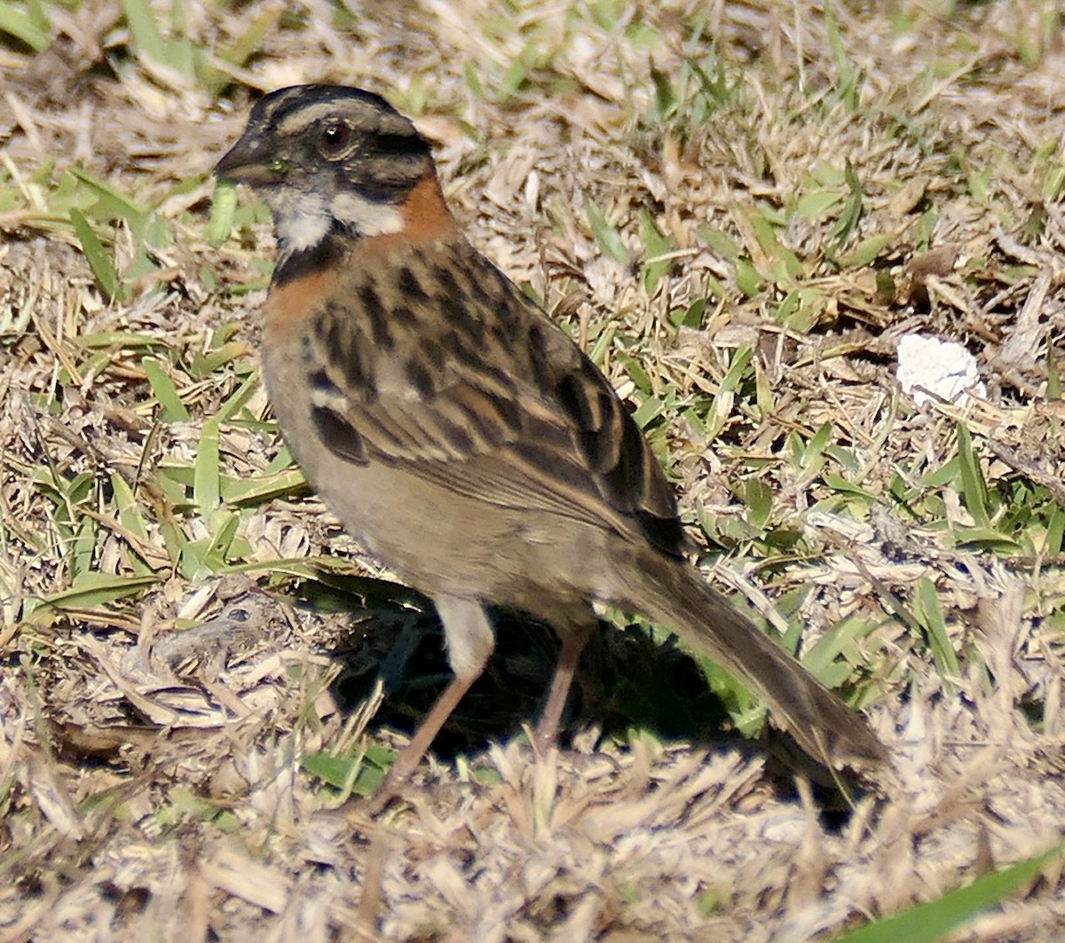 Rufous-collared Sparrow - ML616815634