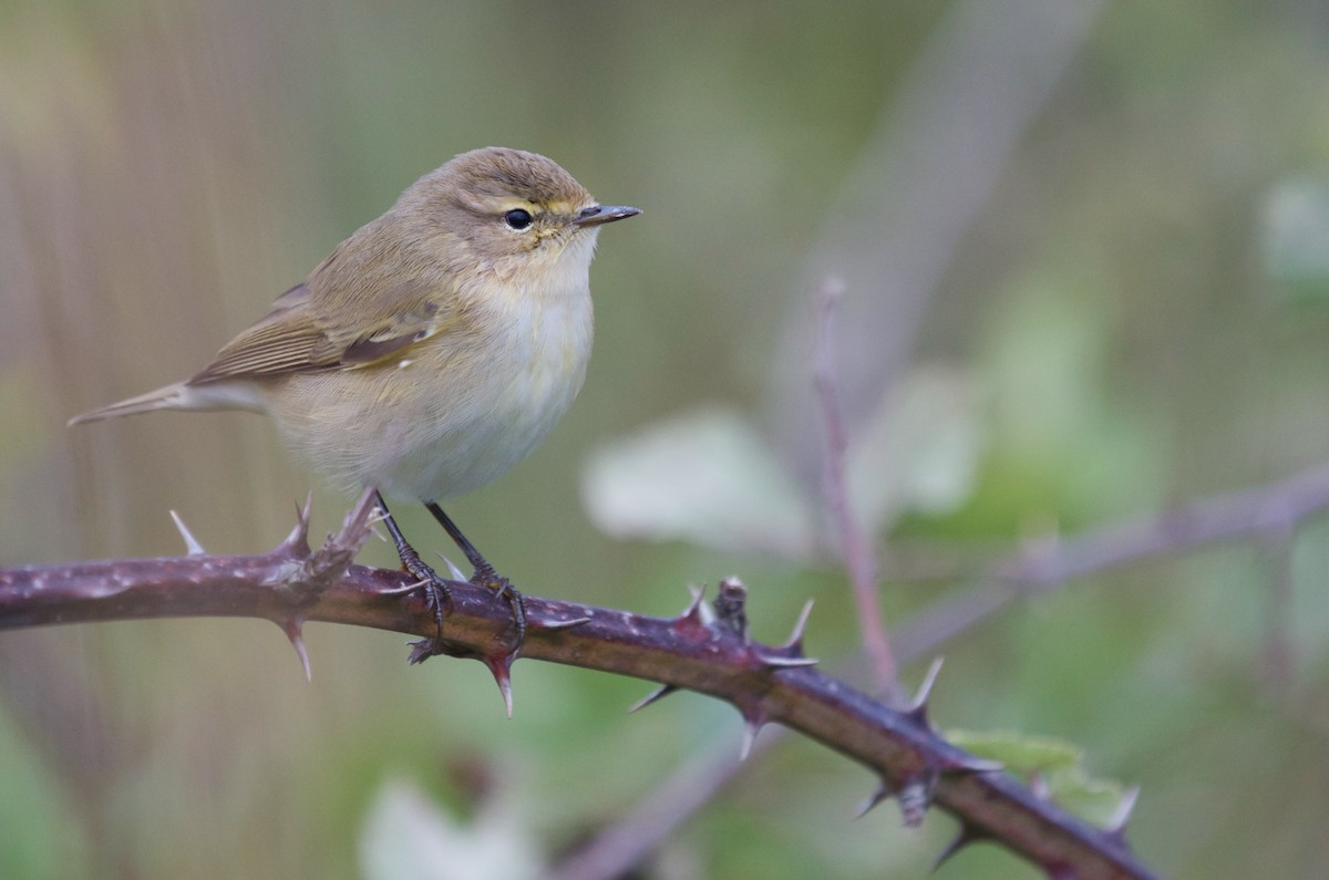 Common Chiffchaff - ML616815647