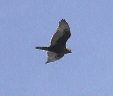 Ferruginous Hawk - Bradley Waggoner