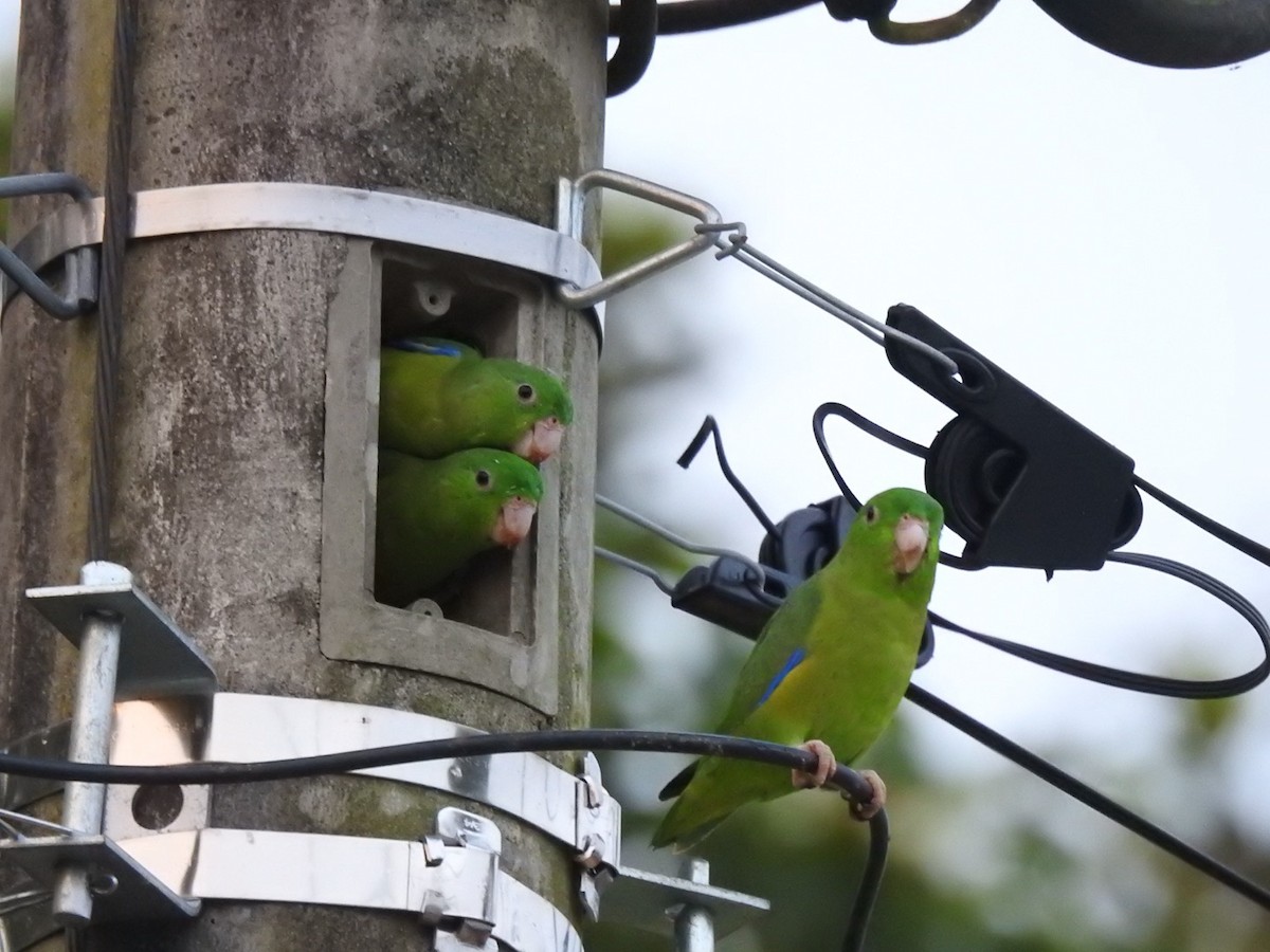 Riparian Parrotlet - Andrea  Hinek