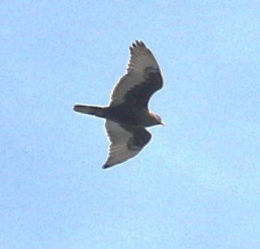 Ferruginous Hawk - Bradley Waggoner