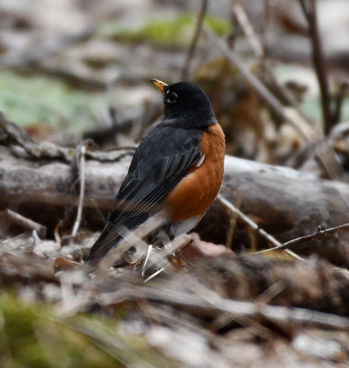 American Robin - ML616815773