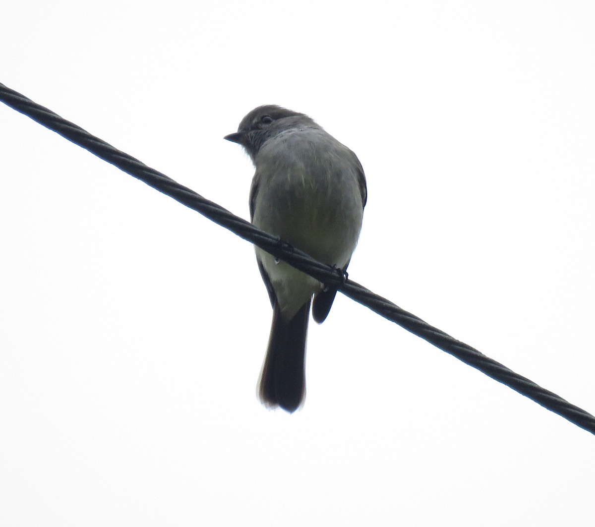 Amazonian Scrub-Flycatcher - Iván Lau