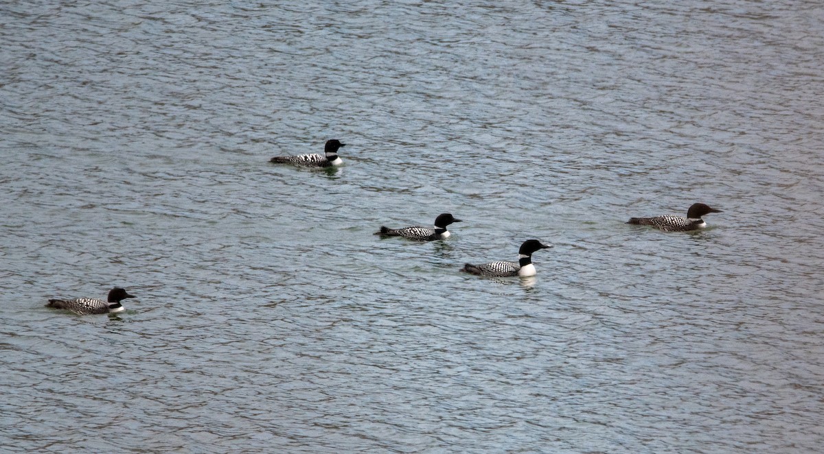 Common Loon - cynthia mullens