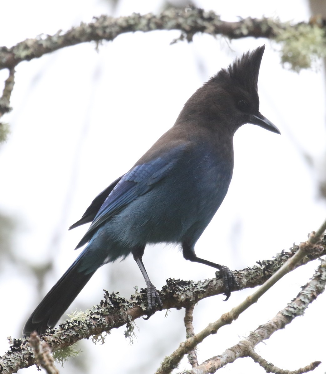 Steller's Jay - Bradley Waggoner