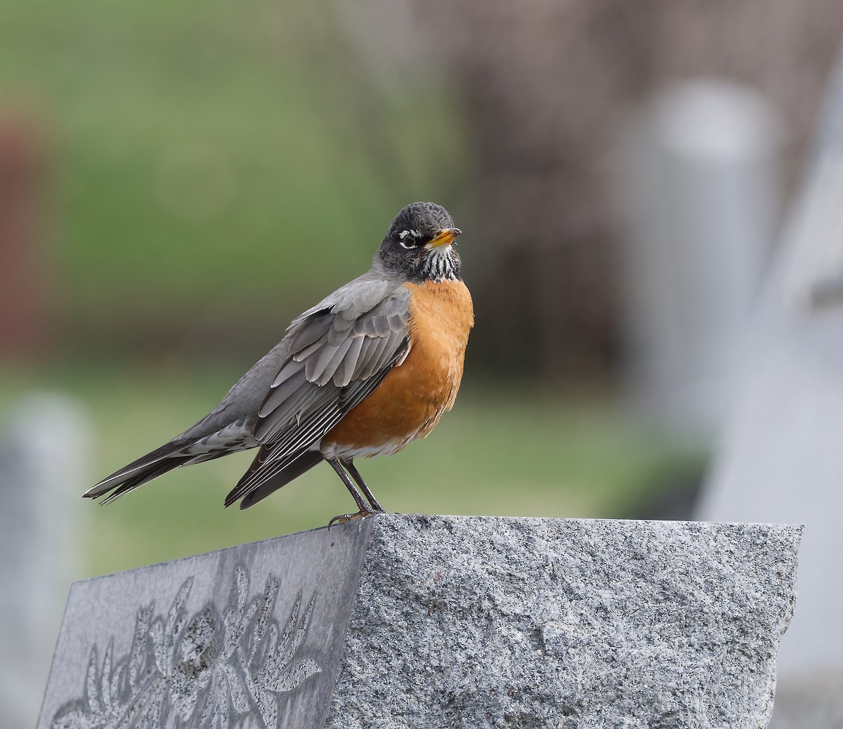 American Robin - ML616815847