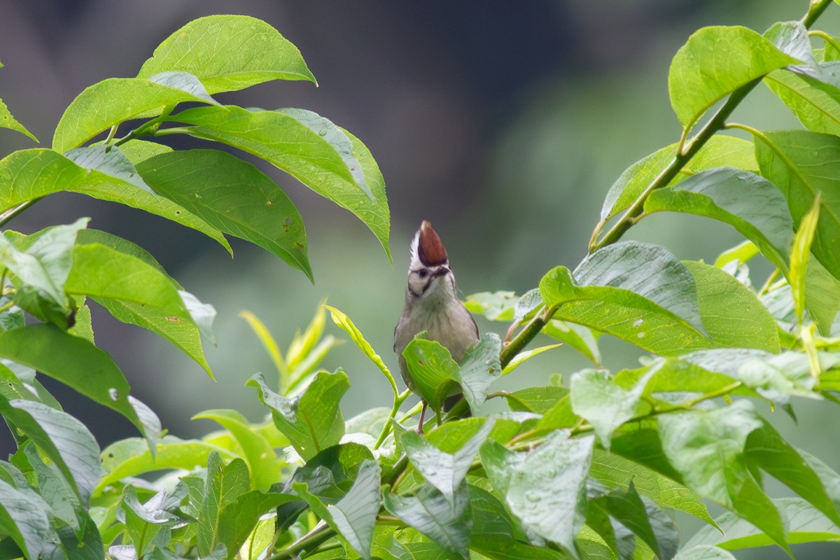 Taiwan Yuhina - ML616815852