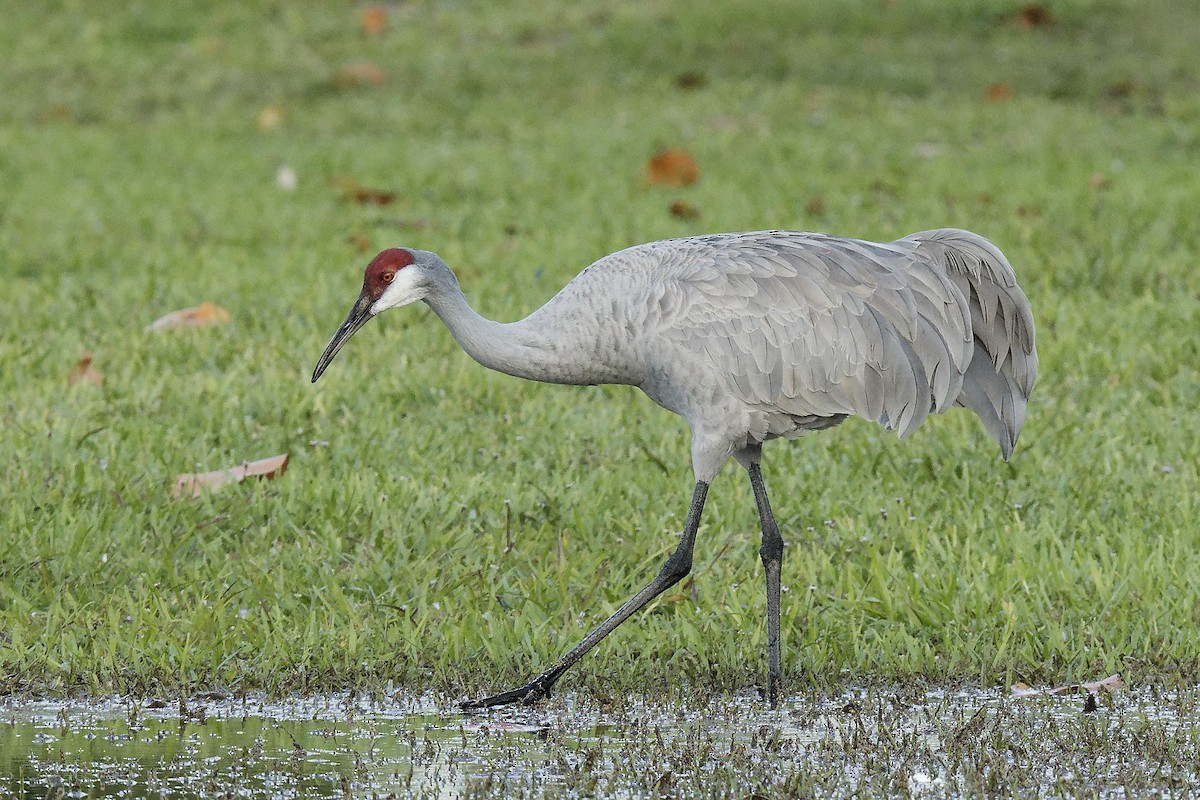 Sandhill Crane - ML616815860