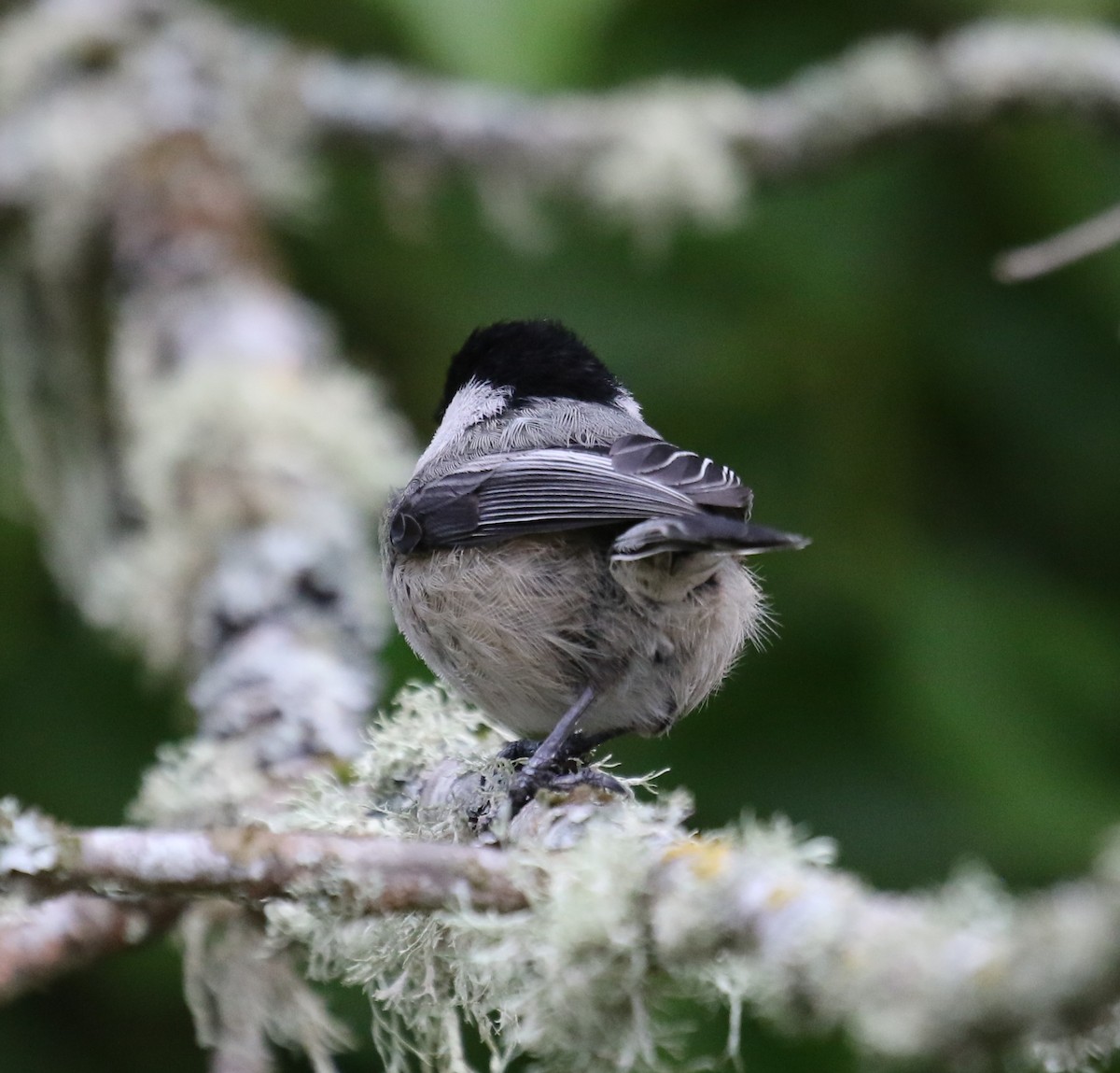 Black-capped Chickadee - Bradley Waggoner