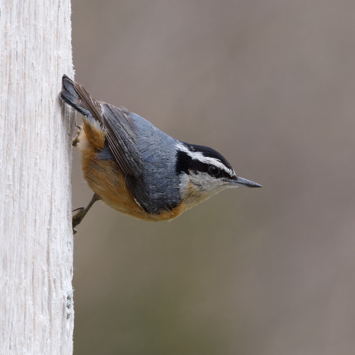 Red-breasted Nuthatch - Steve Hegji