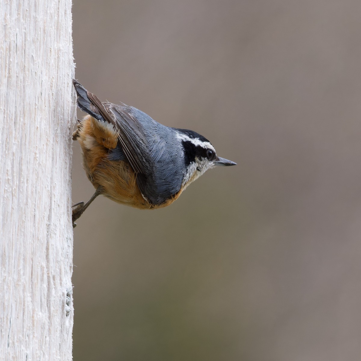 Red-breasted Nuthatch - ML616815863