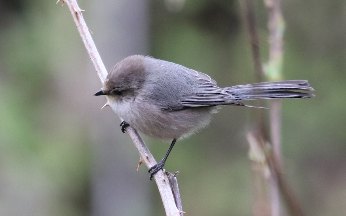 Bushtit (Pacific) - Bradley Waggoner