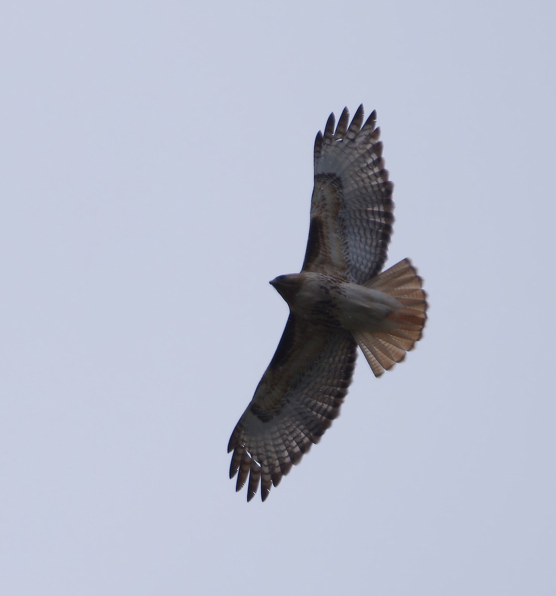 Red-tailed Hawk - ML616815885