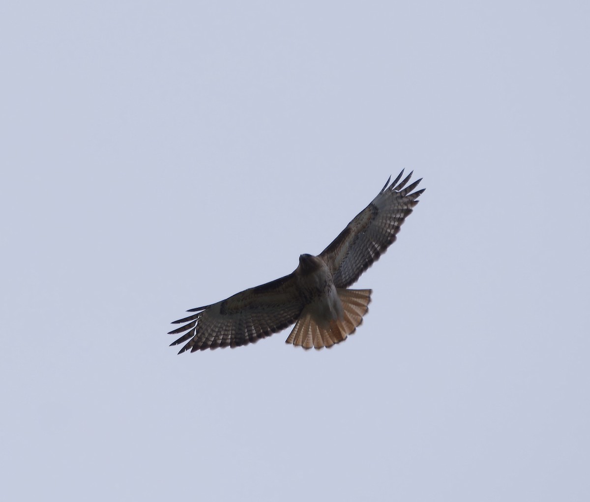 Red-tailed Hawk - ML616815886