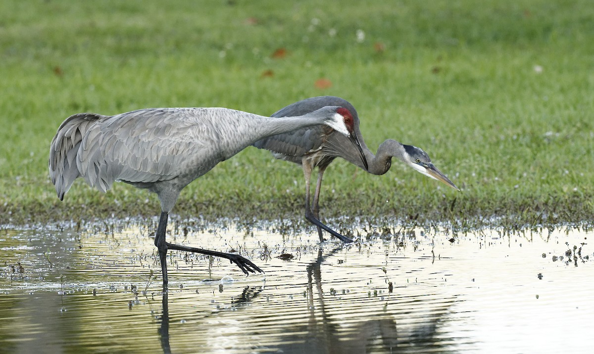 Sandhill Crane - ML616815900