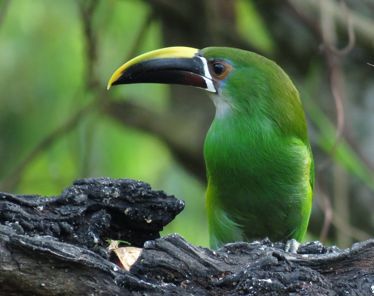 Southern Emerald-Toucanet (Gray-throated) - ML616815909