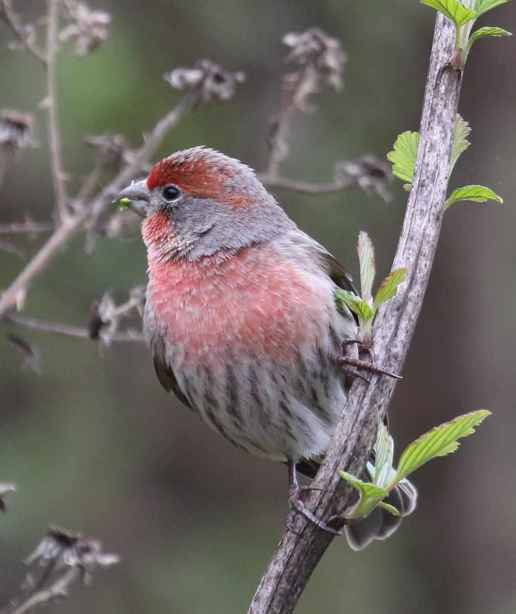 House Finch - Bradley Waggoner