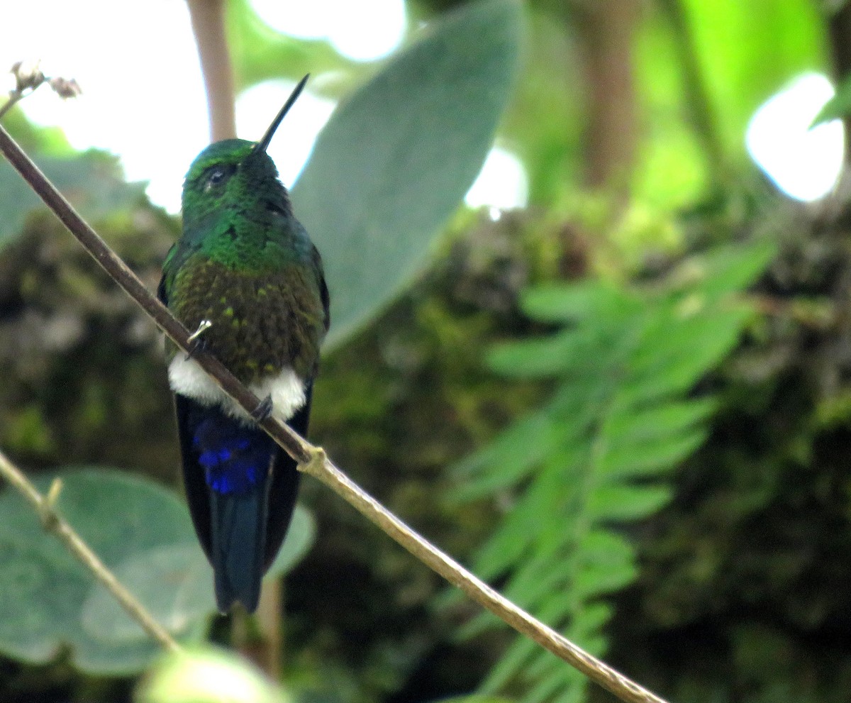 Coppery-bellied Puffleg - Iván Lau