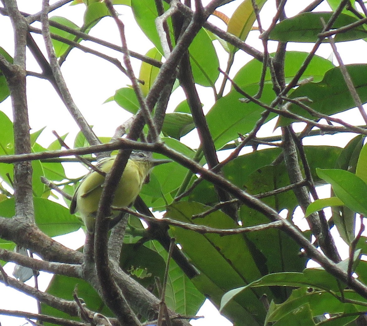 Yellow-throated Antwren - ML616815996