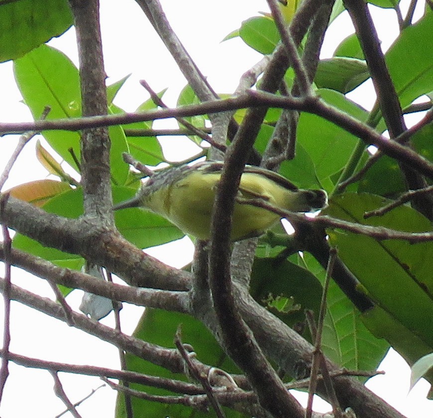 Yellow-throated Antwren - ML616815997