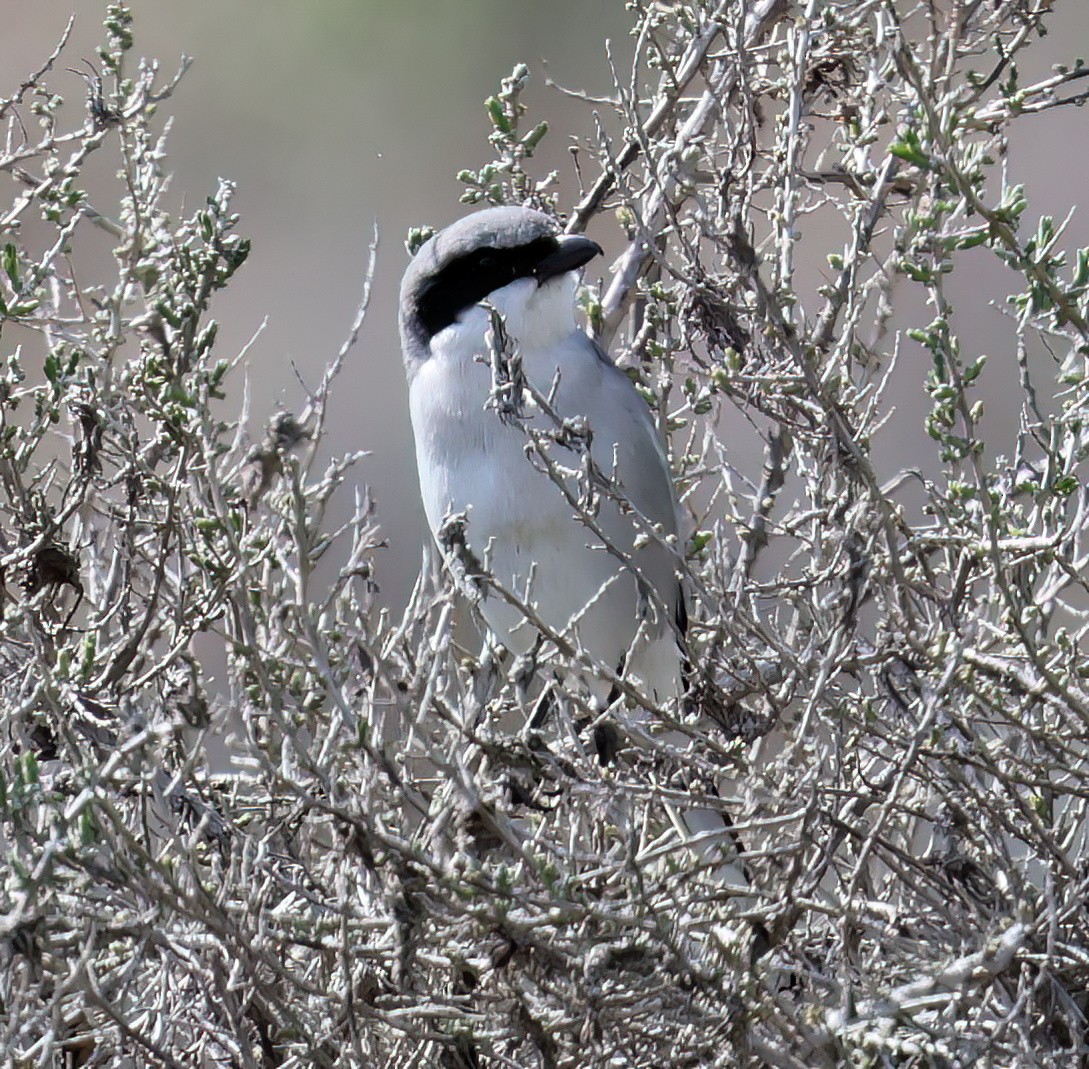 Pie-grièche migratrice - ML616816020