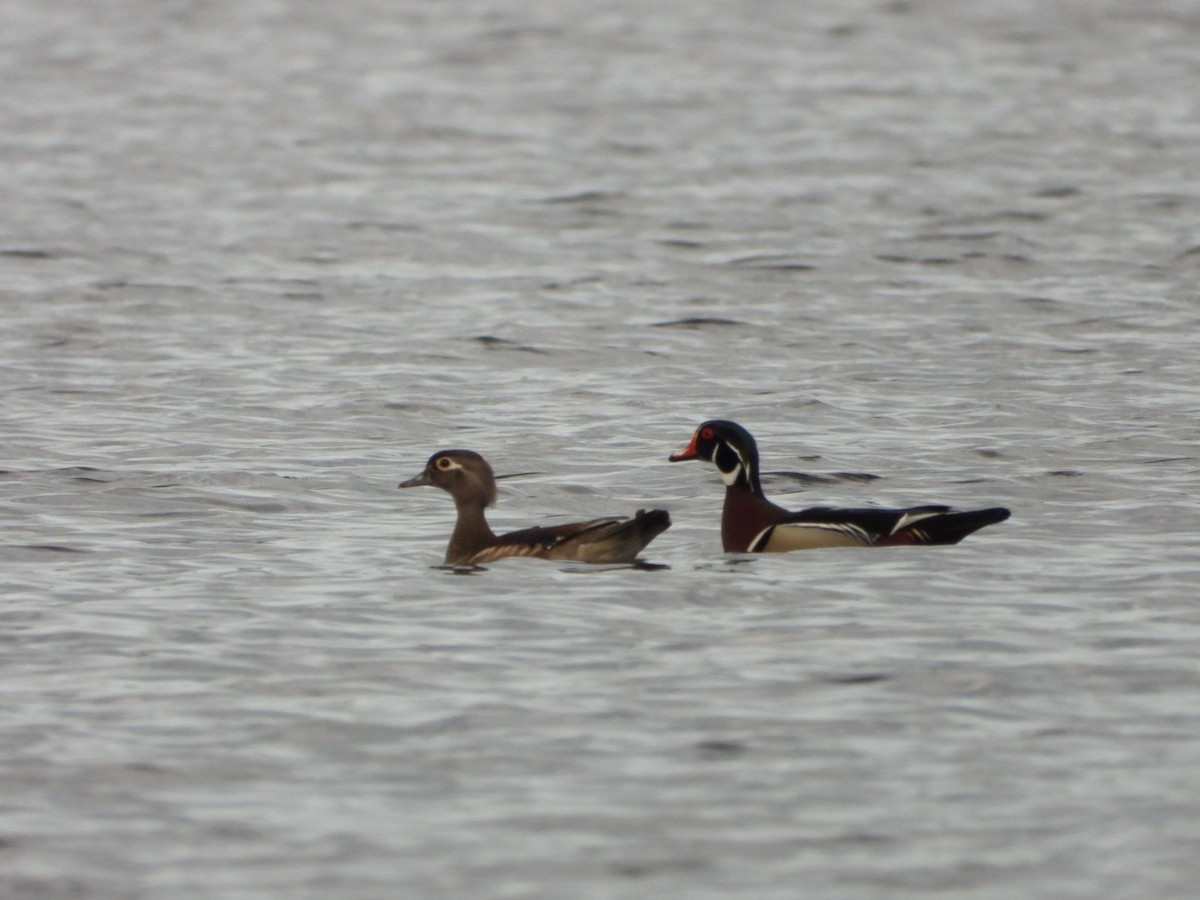 Wood Duck - ML616816055