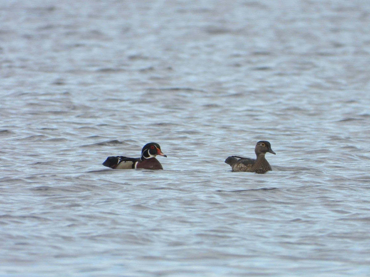 Wood Duck - ML616816057