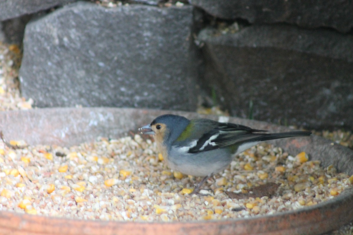 Madeira Chaffinch - ML616816074