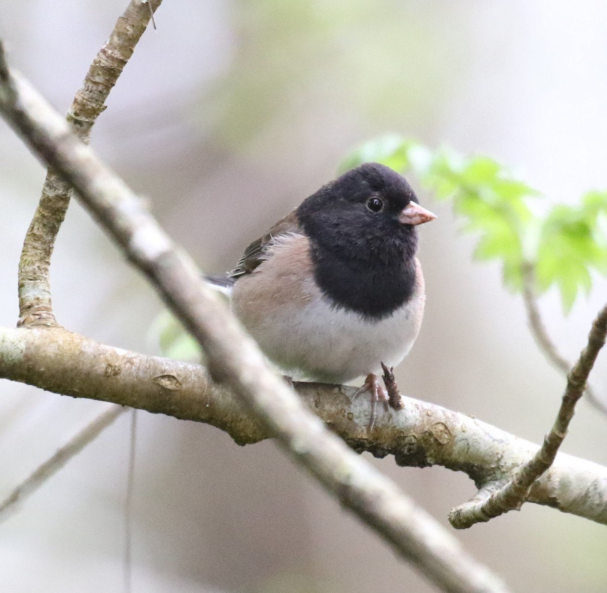 Dark-eyed Junco (Oregon) - Bradley Waggoner