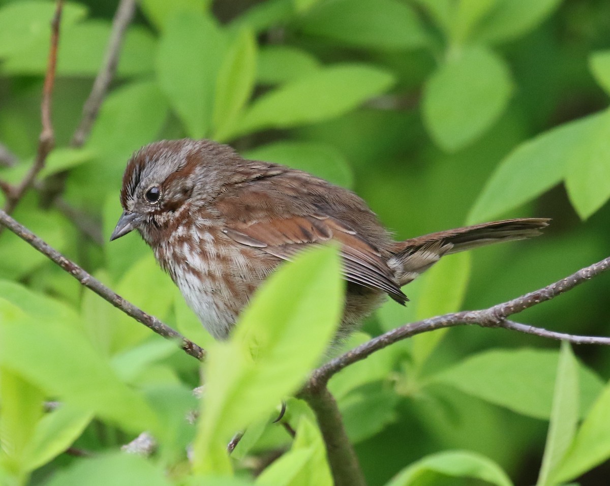 Song Sparrow - Bradley Waggoner