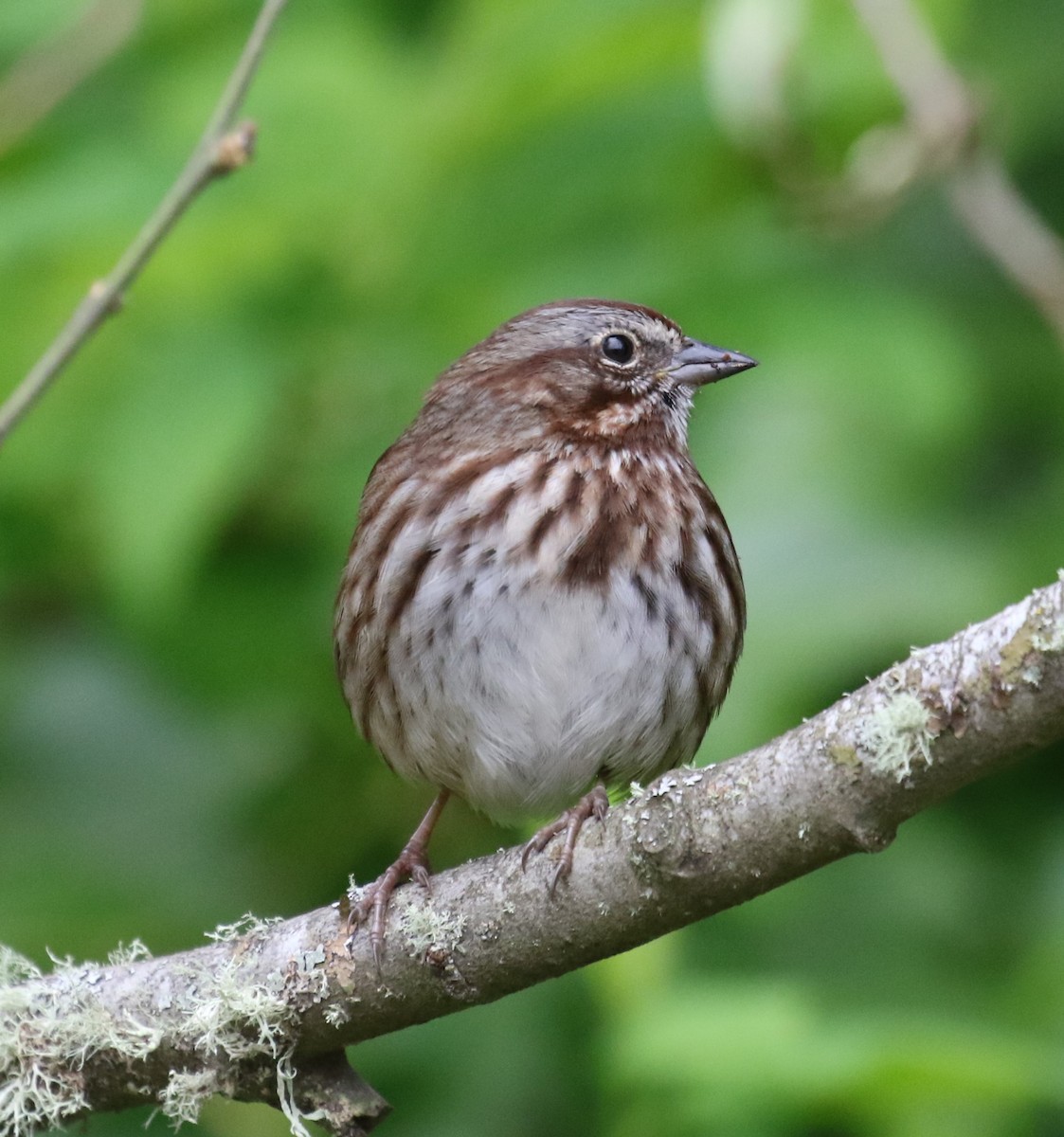 Song Sparrow - Bradley Waggoner