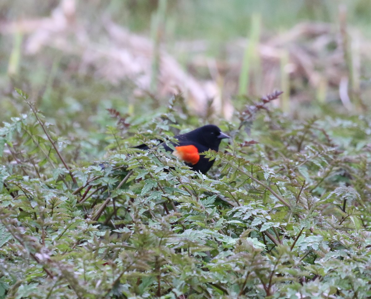 Red-winged Blackbird - Bradley Waggoner