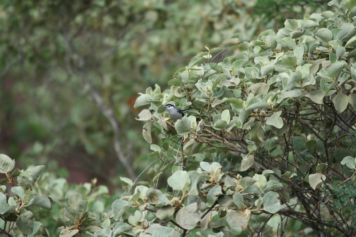 Tropical Gnatcatcher (Marañon) - ML616816169