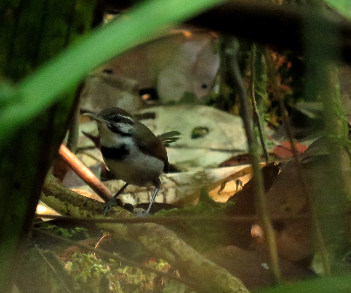 Collared Gnatwren - Iván Lau