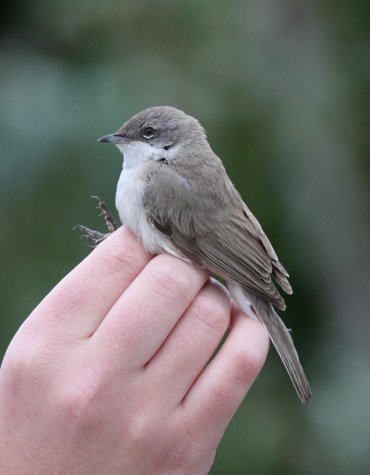 Lesser Whitethroat (halimodendri) - Joe Stockwell