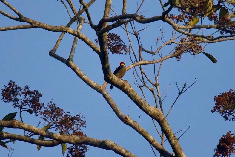 Black-cheeked Woodpecker - ML616816210