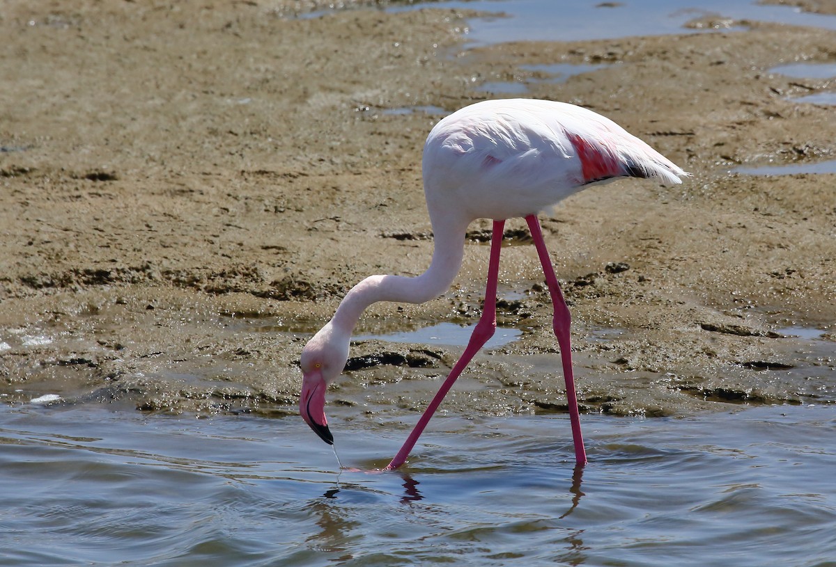Greater Flamingo - Yannick FRANCOIS