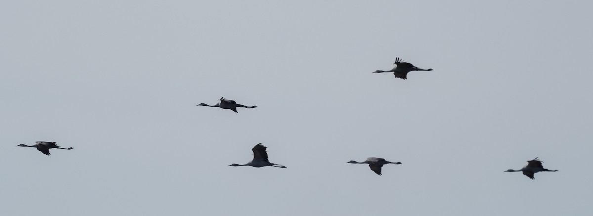 Blue Crane - Sam Zuckerman