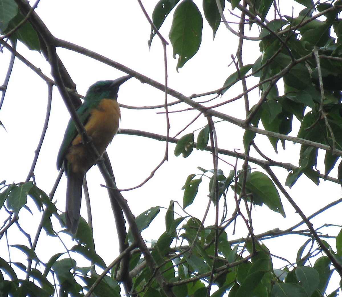 Great Jacamar - ML616816252