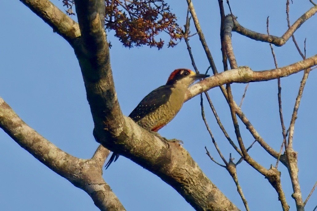 Black-cheeked Woodpecker - ML616816274